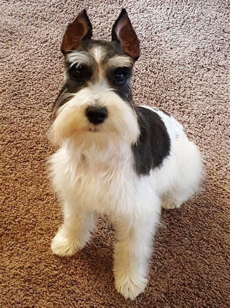 Everything About Cute Miniature Schnauzer Miniatureschnauzerofinsta Minitureschnauzer