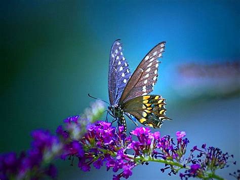Free Download High Quality Butterfly Wallpaper Desktop Backgrounds