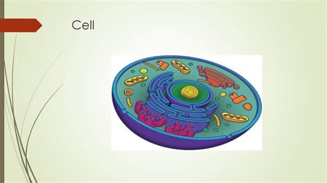 Cell Structure Scienceaid