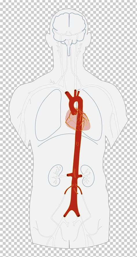 Descending Aorta Artery Abdominal Aorta Heart Png Clipart Abdomen