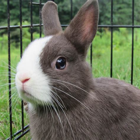 Netherland Dwarf Rabbit Breed Information, Care Guide | UK Pets