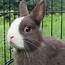Netherland Dwarf Rabbit Breed Information Care Guide  UK Pets