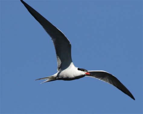 Common Tern Paul Farmer Flickr