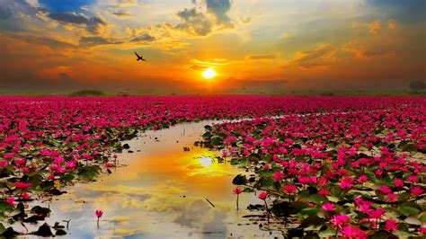 Pink Lotus Lake On The Sunset Sky Background Wallpapers And Images