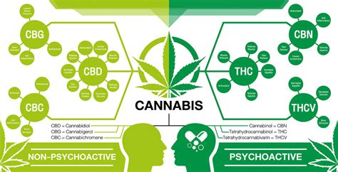What Are Cannabinoids Cnbs