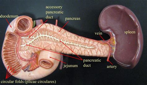 Pancreas Anterior Model Digestive System Model Anatomy Models