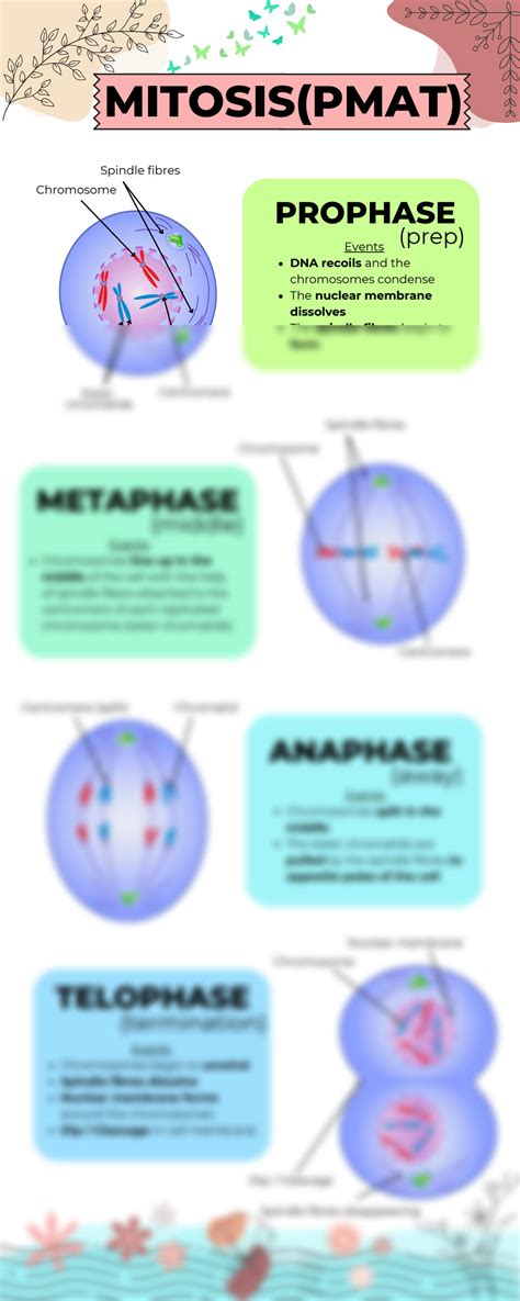 Solution Mitosis Pmat Studypool