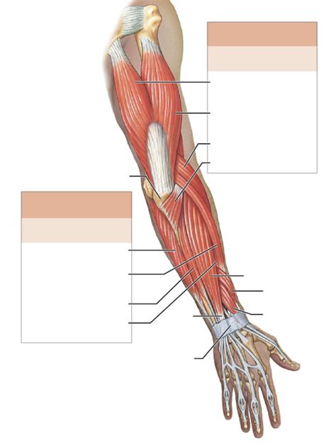 Arm Muscles Diagram Posterior Solved Label The Anterior And Posterior