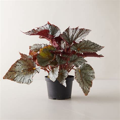 Rex Begonia House Plants Begonia Rex Picture Care Tips