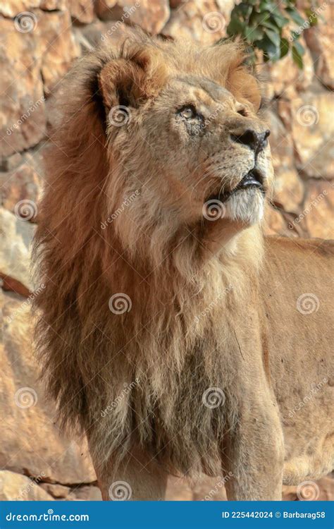 A Majestic Looking Lion Looking Up In A Zoo Stock Photo Image Of