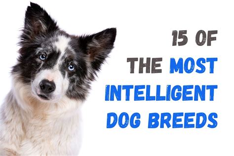 Top 15 Smartest Dog Breeds