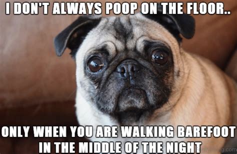 100 Best Pug Memes Of All Time Page 18 The Paws