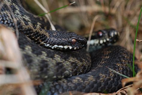 Yorkshire Field Herping And Wildlife Photography Hardy Adders Defy The