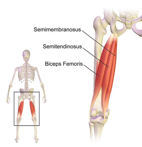 Human muscle system | functions, diagram. Hamstring Injury: Your Questions Answered | rugbystore Blog