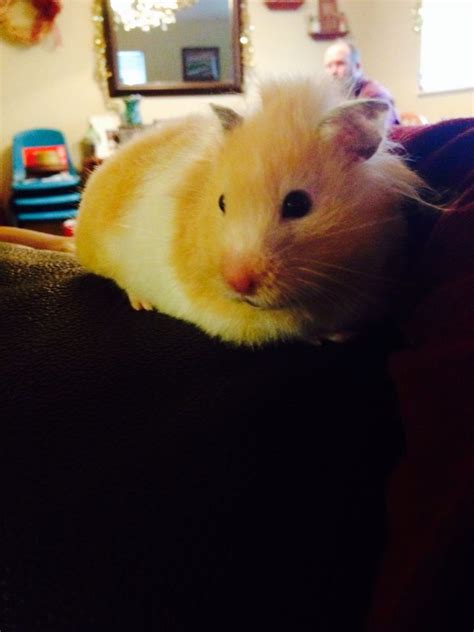 Teddy Bear Hamster Shes Another Great Adventure Cute Hamsters
