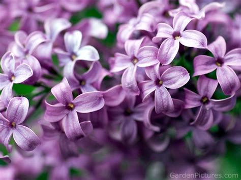 Free Download Lilac Bushes 74231 High Quality And Resolution Wallpapers