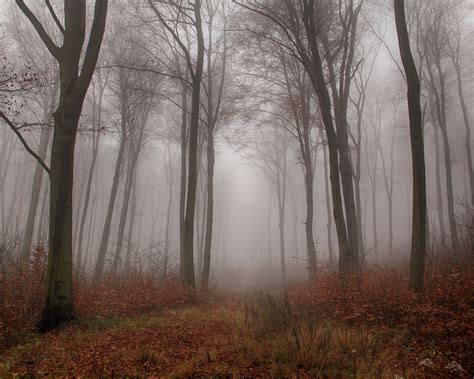 Beautiful Nature Fog In The Autumn Forest Wagrati