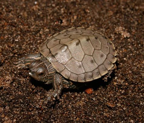 Baby Ouachita Map Turtles For Sale Graptemys Ouchitensis Ouchitensis