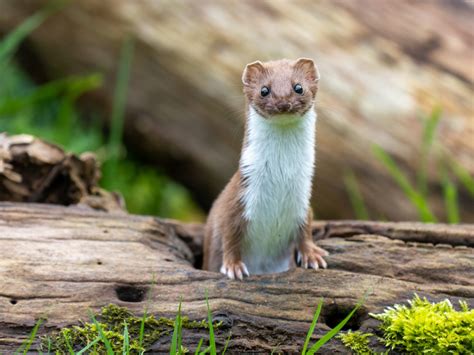 Weasels Killing Chickens Is Common But Preventable Backyard Poultry