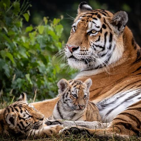 Tigress With Her Two Cubs Hardcoreaww