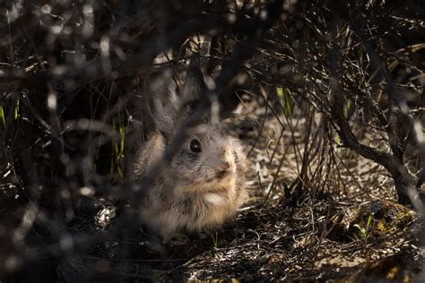 Was Endangered Pygmy Rabbits Bounce Back From The Brink Cascade Pbs News