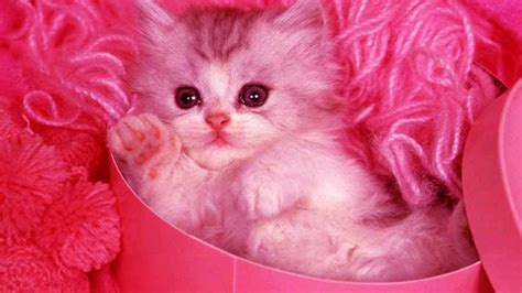 White Cat Kitten Inside Pink Cardboard Chd Cute Cat