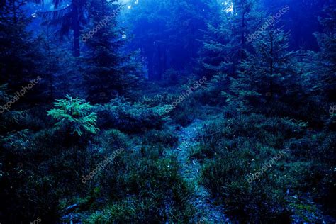 Foresta Di Notte — Foto Stock 9348500
