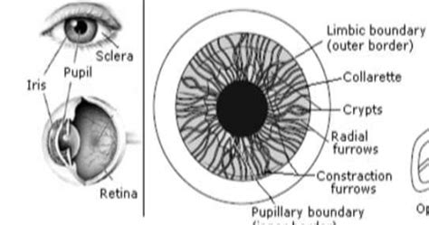 Iris Structure Of The Eye 17 Download Scientific Diagram
