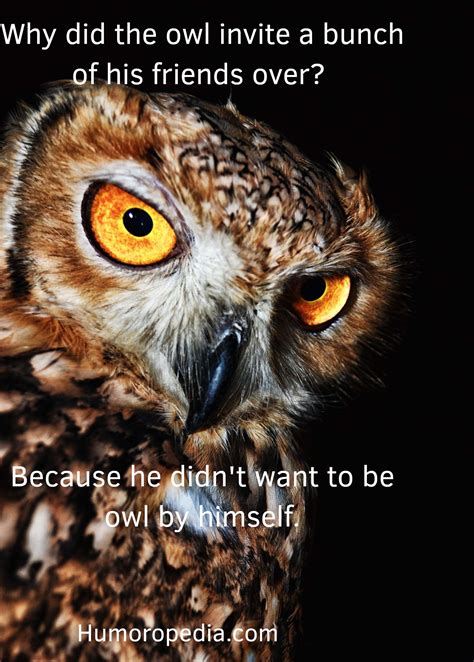 Owl Puns And Jokes 25 Best That Will Make You Smile