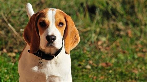 20 Hound Dog Breeds Pictures Facts And History Hepper