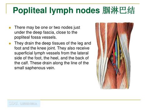 Swollen Popliteal Lymph Node
