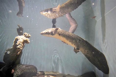 Meet Methuselah The Oldest Living Aquarium Fish Borneo Bulletin Online