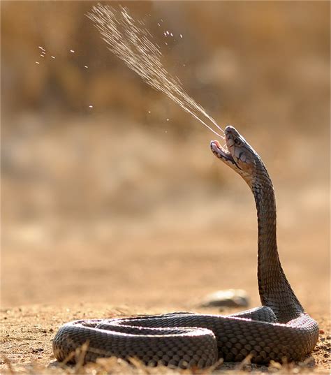 Environment Restoration Association All About Spitting Cobras