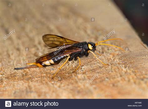 Greater Horntail Giant Wood Wasp High Resolution Stock Photography And