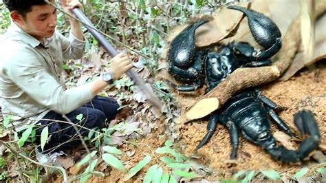 Catching Gigantic Scorpions Barehanded Without Being Stung Hunting Scorpions In Jungle Youtube