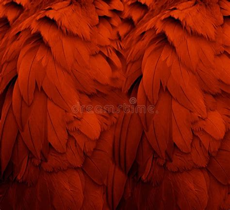 Red Feathers Stock Image Image Of Water Groups Texture 5392917