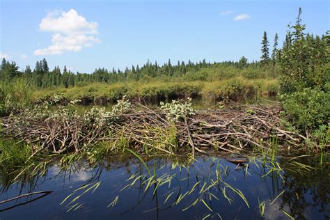 Maines Beaver Dams Northern Outdoors
