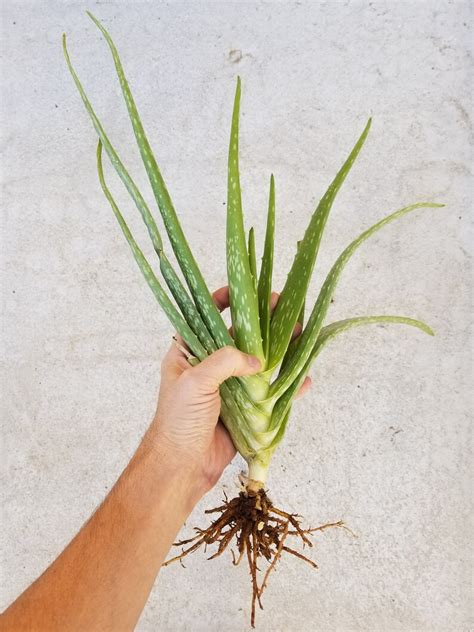 Organic Aloe Vera Plant Pups Bare Root Etsy