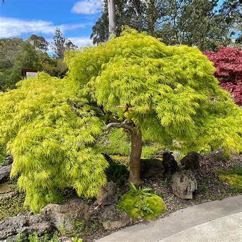 Japanese Maples Acer Palmatum Nurseries Online Australia