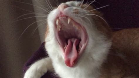 Swakke The Cat Yawning In Slomo Youtube