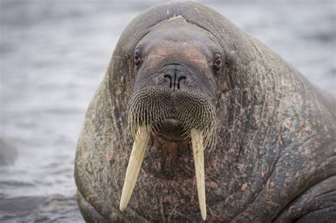 Walrus Drowns Trainer And Tourist At Wildlife Park