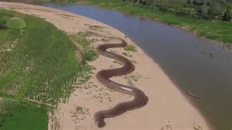 Giant Anaconda Found In Amazon River Worlds Largest