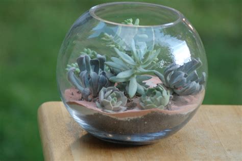 How To Make Your Own Succulent Terrarium Centerpieces Offbeat Wed