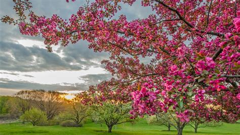 Spring Beauty Tree Landscape Sky Cloud Flower Wallpapers Hd