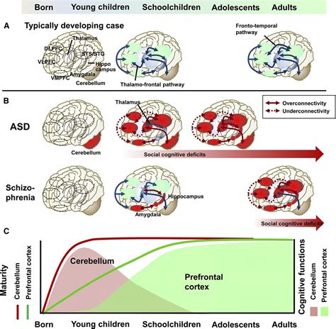 Involvement Of Neuroinflammation During Brain Development In Social Cognitive Deficits In Autism
