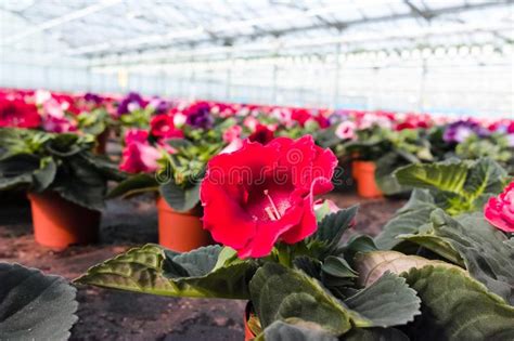 Alte, a volte imponenti, diventano veri e propri elementi d'arredo. Gloxinia Che Fiorisce Le Piante Da Appartamento Variopinte ...