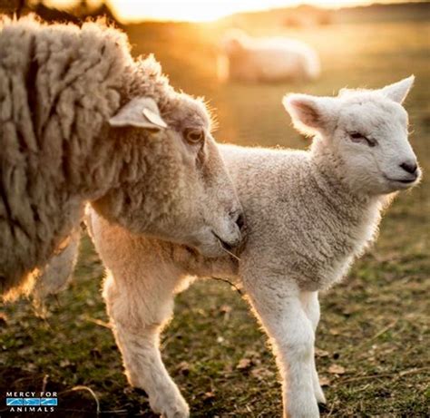 ♥ ~ ♥ Sheep ♥ ~ ♥ Farm Animals Animals And Pets Sheep Farm Sheep And