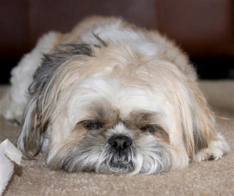 What Makes A Brindle Shih Tzu Special And How Do You Take Care Of It