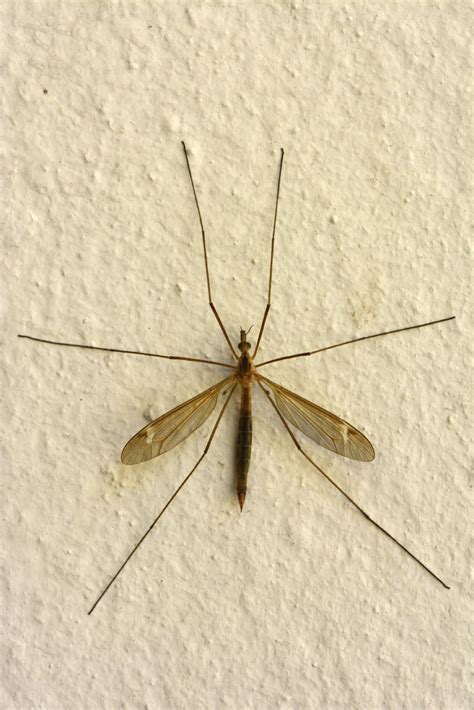 What Looks Like A Big Mosquito Is Actually What We Call A Crane Fly