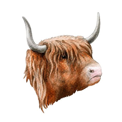 Scottish Highland Cow Logo Stock Vector Illustration Of